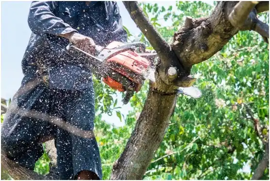 tree services Mariano Colón